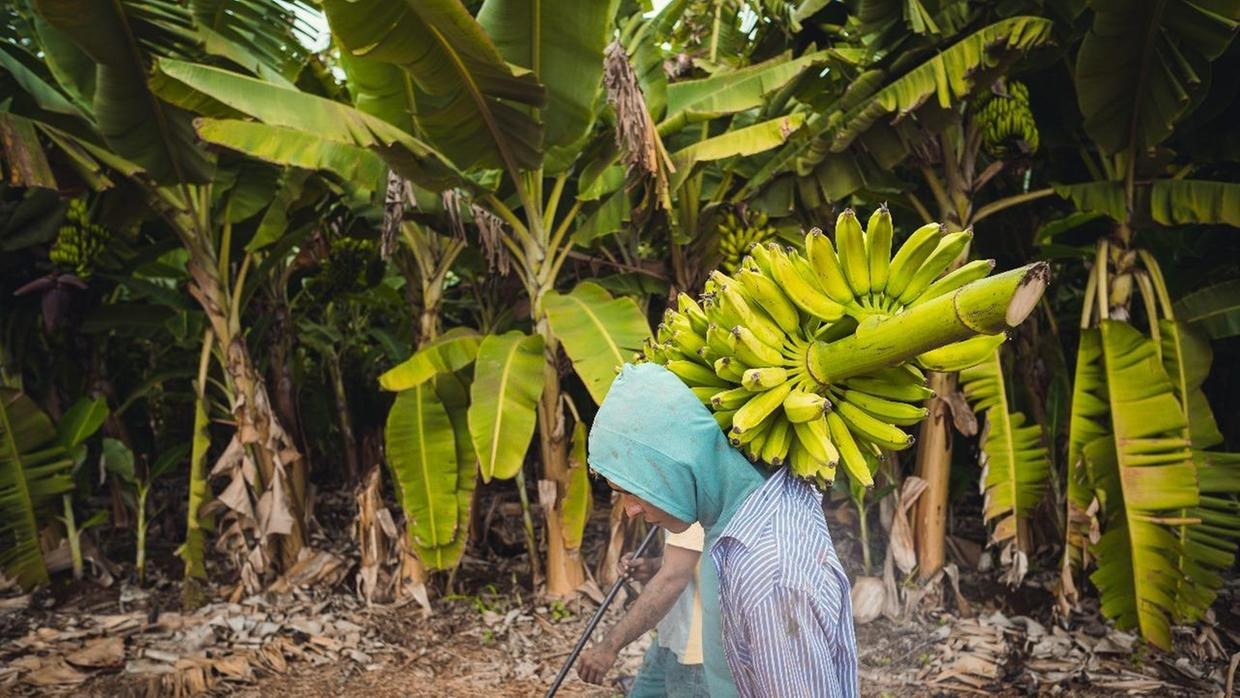 Limoeiro do Norte se destaca na produção de banana no Brasil